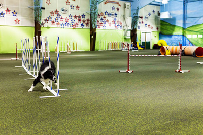 Canine and Pet Rolled Rubber - 9 Colors