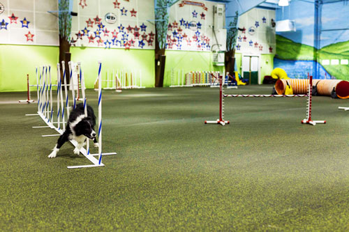 Canine and Pet Rolled Rubber - 9 Colors