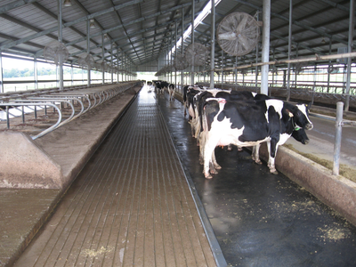 Horse Stall Mats
