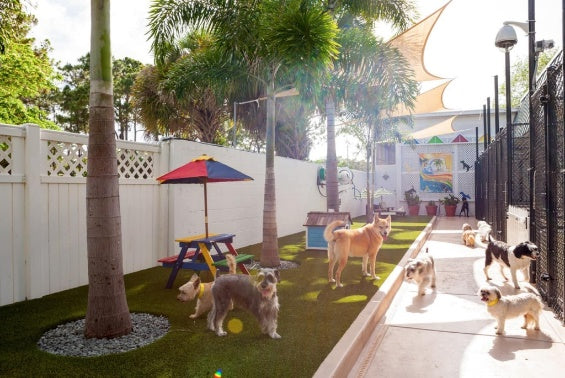 Envypet XQ Artificial Turf
