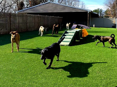 Envypet XQ Artificial Turf