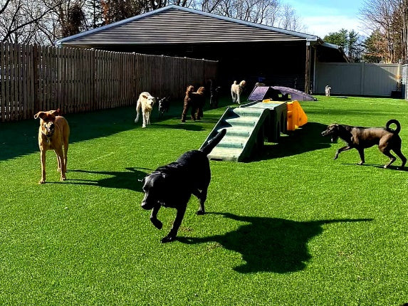 Envypet XQ Artificial Turf