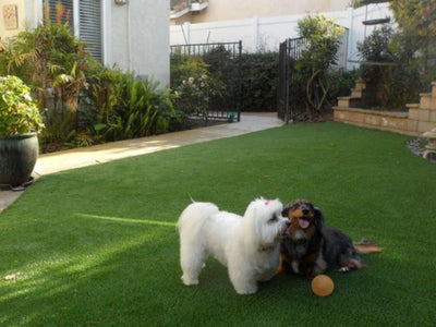 Envypet XQ Artificial Turf