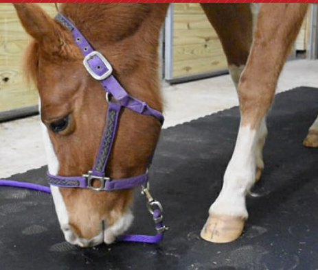 Stall Mats